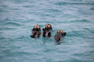 Alaska Small Business - Anchorage Alaska Web Design Company